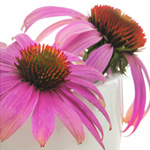 Who can use Homeopathy?