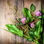 How to store homeopathic remedies